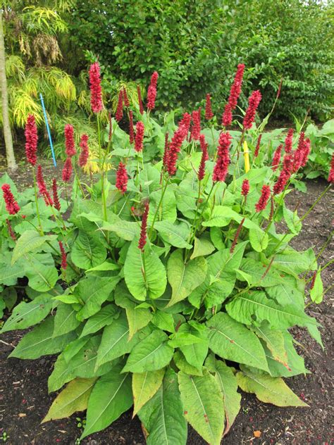 Persicaria Amplexicaulis Bonfire Greenseasons