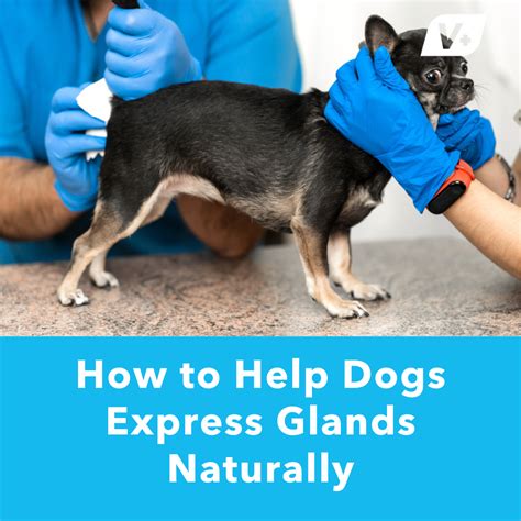 How To Help Dogs Express Glands Naturally Glandex