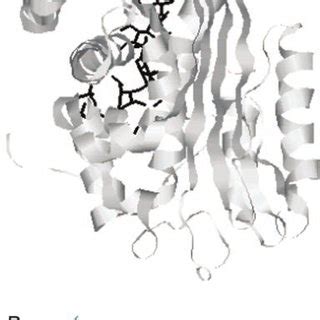 Location in the antithrombin structure of linear segments substituted ...