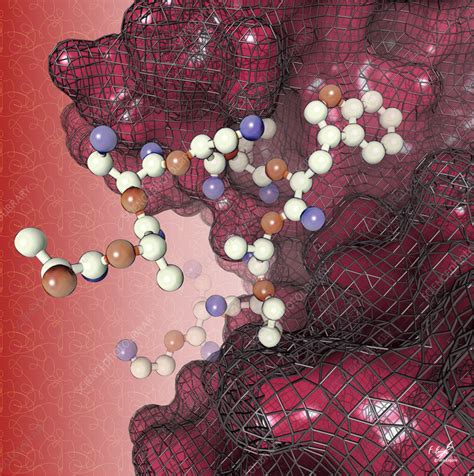 stub protein  inhibitor illustration stock image