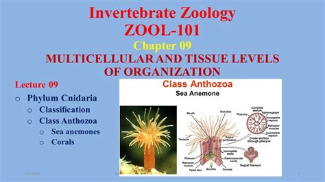 Class Anthozoa Phylum Cnidaria Sea Anemones Corals Coral Reefs Youtube