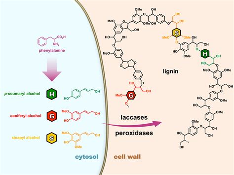 Visualizing Lignification Dynamics In Plants With Click Chemistry Dual