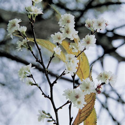 Winterkirsche Autumnalis Prunus Subhirtella Autumnalis