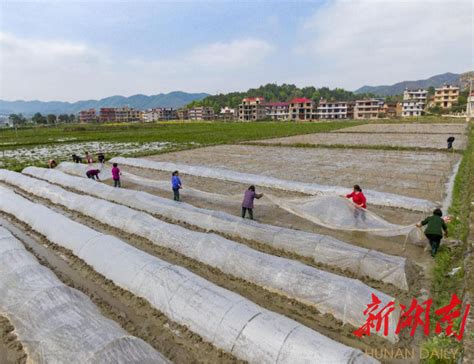 邵东：集中育秧打好早稻生产“第一仗” 新湖南客户端 新湖南