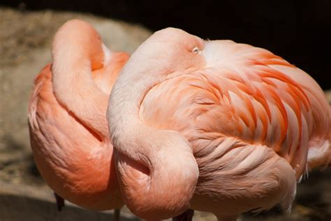 Flamingo Merah Jambu Burung Foto Gratis Di Pixabay Pixabay