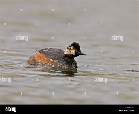 Black Necked Grebe Swimming Hi Res Stock Photography And Images Alamy