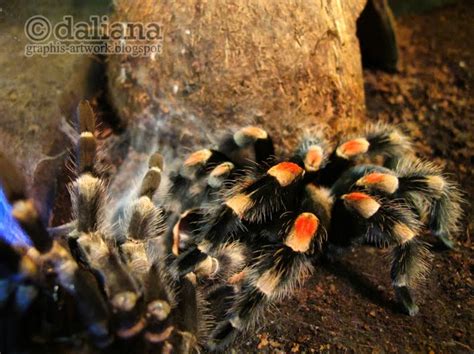 Photographis Brachypelma Smithi Mexican Red Kneed Tarantula Moulting