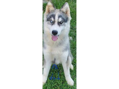 7 adorable purebred Siberian Huskies Knoxville - Puppies for Sale Near Me