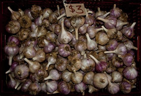 Garlic Photograph By Patrick Bourke Fine Art America