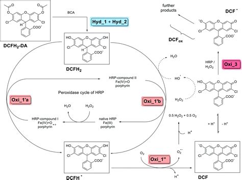 A Two Enzyme Cascade Reaction Consisting Of Two Reaction Pathways