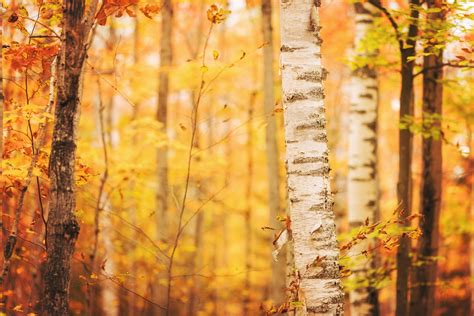 Autumn Birch Trunk In Rockport State Park Michigan Photography