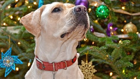 how to keep dog out of christmas tree