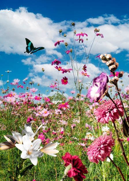 Free Photo Spring Scene With Flowers And Butterfly En Photo De