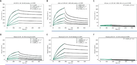 The Designs Directly Bind The Human G Csf Receptor Spr Sensograms Of