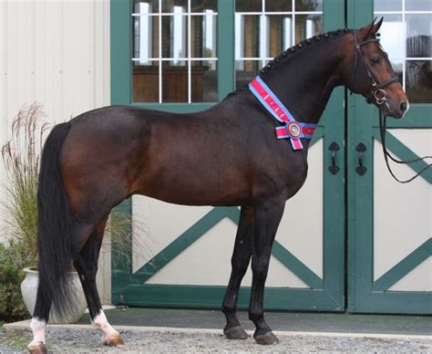 Coeur D Amour A Mahogany Bay Hanoverian Stallion At High Point