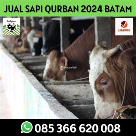 Hewan Qurban 2024 Idul Adha Di Batam Sapi Rahayu Di Batam Kepulauan