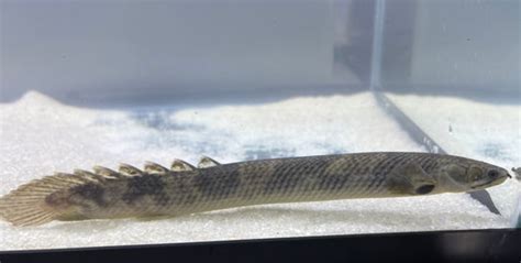 polypterus undergroundaquaticz