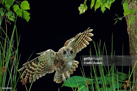 Eastern Screech Owl Fledgling In Flight Usa Date News Photo Getty