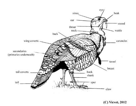 Turkey external anatomy | Turkey bird, Bird, Bird facts