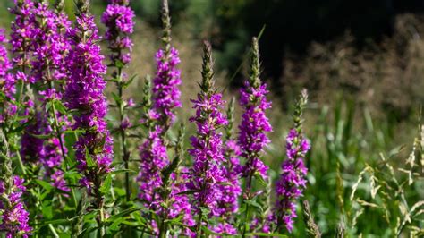 Purple Loosestrife The Beautiful Flower That S Actually An Invasive Weed