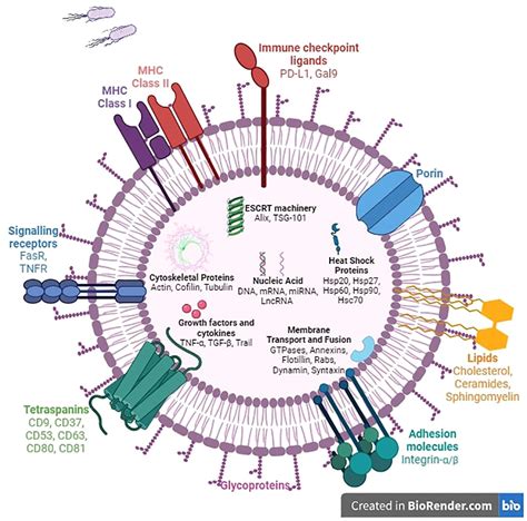 Frontiers Decoding The Secret Of Extracellular Vesicles In The Immune