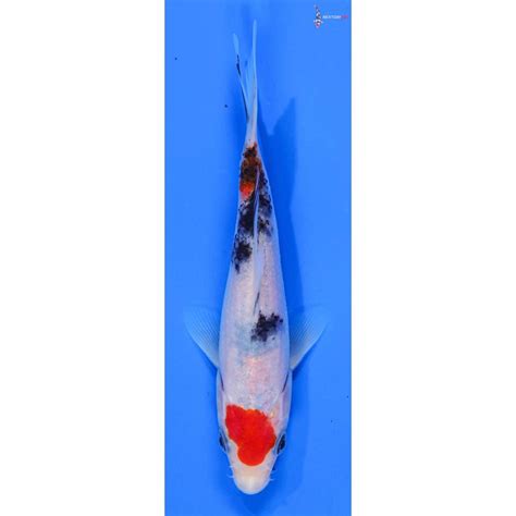 Imported Sanke Koi Fish For Sale