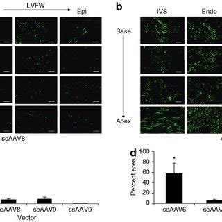 Delivery Of Self Complementary Adeno Associated Virus Scaav And