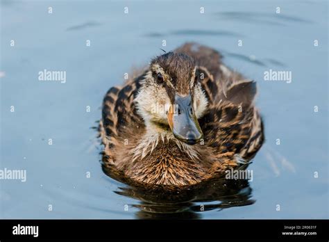 Wild Duck Swimming In Lake Water Birds Stock Photo Alamy