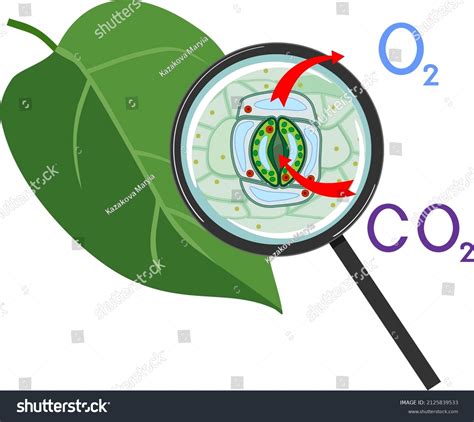 Scheme Plant Respiration Stomatal Complex Green Stock Vector Royalty