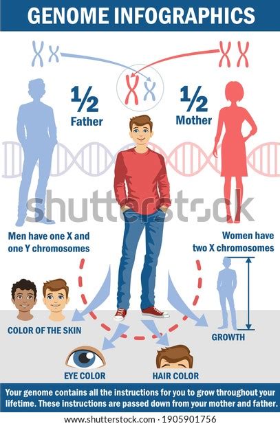 Herencia Genética Herencia Genética Infografía Determinación Vector