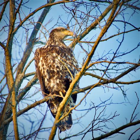 Bald Eagle Subadult Blackstone Park Providence Ri 1227 Flickr