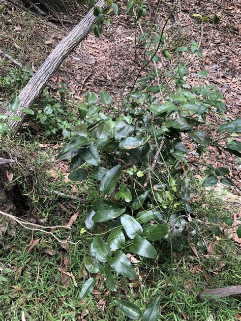 Austral Sarsaparilla In December 2022 By Cwelden Ecp INaturalist