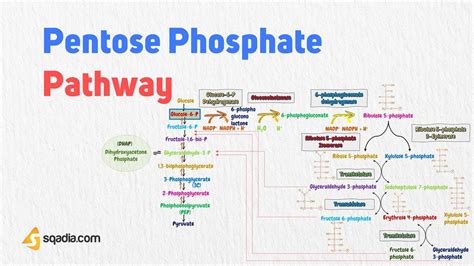 Pentose Phosphate Pathway