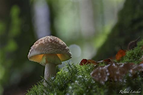 Amanite Rougissante Amanita Rubescens Roland Letscher Flickr