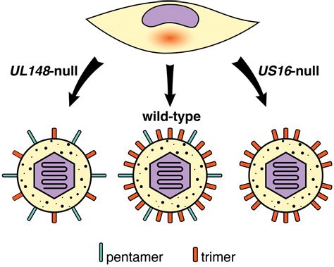 Viruses Free Full Text Pathogen At The Gates Human Cytomegalovirus