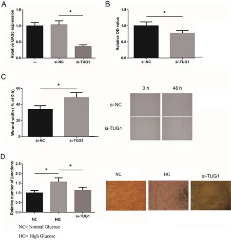 Tug Knockdown Restrains The Aberrant Phenotypes Of Hg Treated Hrmecs