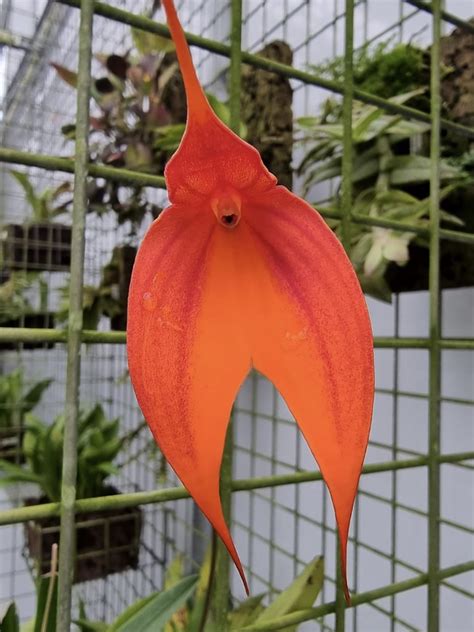 Masdevallia Veitchiana Prince De Galle Monique JL Sancho Fasolin