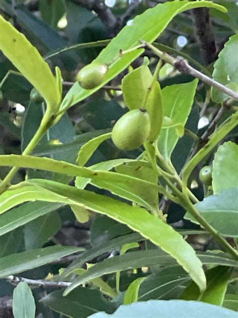 Red Fruited Olive Plum From Thornton Qld Au On November At