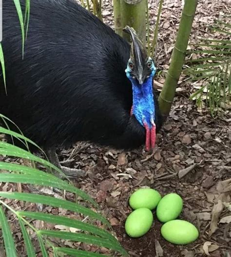 Telur Burung Kasawari Berwarna Hijau