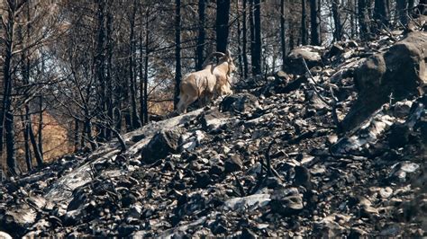 Brotan Las Primeras Plantas En Los Montes De La Vall D Ebo Una Semana