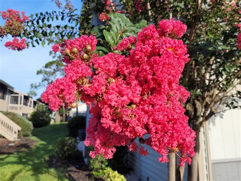 Flowering Plants For Florida At Jose Gomez Blog