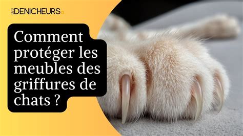 Comment Prot Ger Les Meubles Des Griffures De Chats Youtube