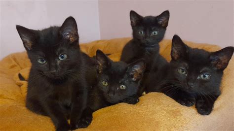 Severely Ill Kittens Found Under Shed In Helston Bbc News