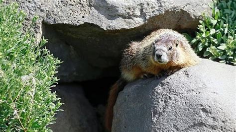 Whistle Pigs Potguts Rock Chucks Meet The Yellow Bellied Marmot