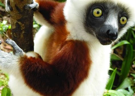 Best Time to Visit Madagascar | Best Months for Travel | Audley Travel UK