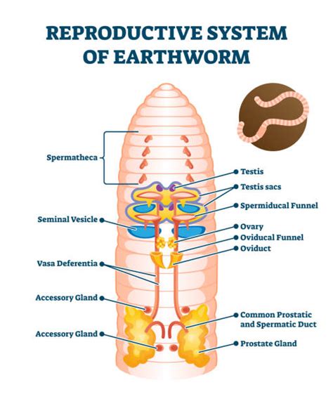 Lumbricus Terrestris Diagram