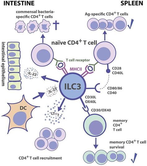 Regulation Of Immunity The Microbiome Immunopaedia