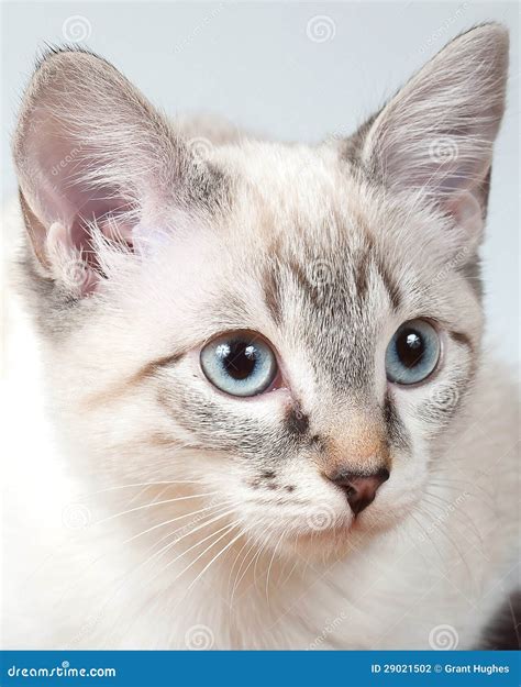 Seal Point Siamese Lynx