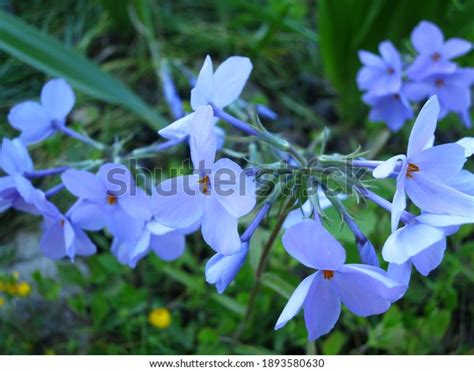 Phlox Stolonifera Blue Ridge: Over 1 Royalty-Free Licensable Stock ...