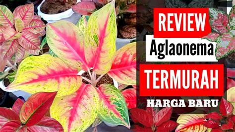 Review Aglaonema Termurah Harga Grosir Langsung Dari Petani Di